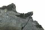Bizarre Edestus Shark Teeth In Jaw Section - Carboniferous #231948-1